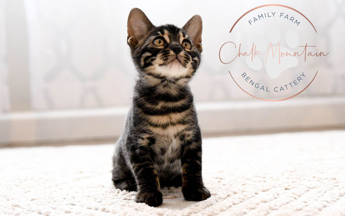 Bengal kitten for sale